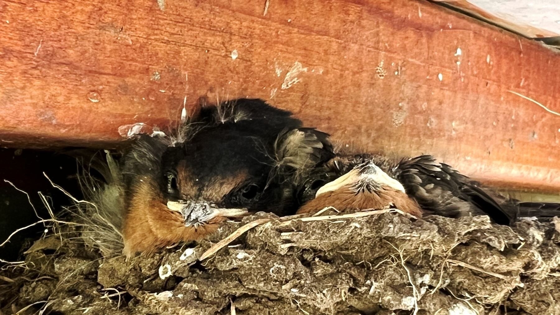 Mud nest with a small bird head and the underside of a bird beak. 