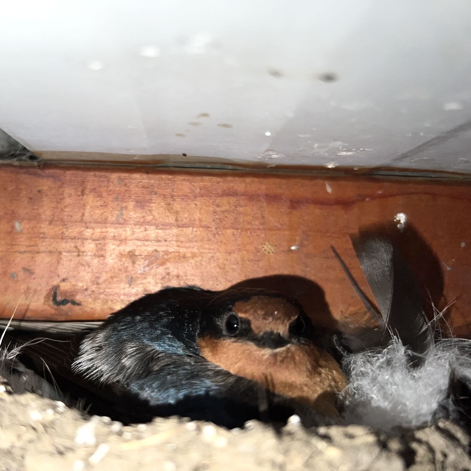 Small orange and black bird on a nest in an enclosed space. 