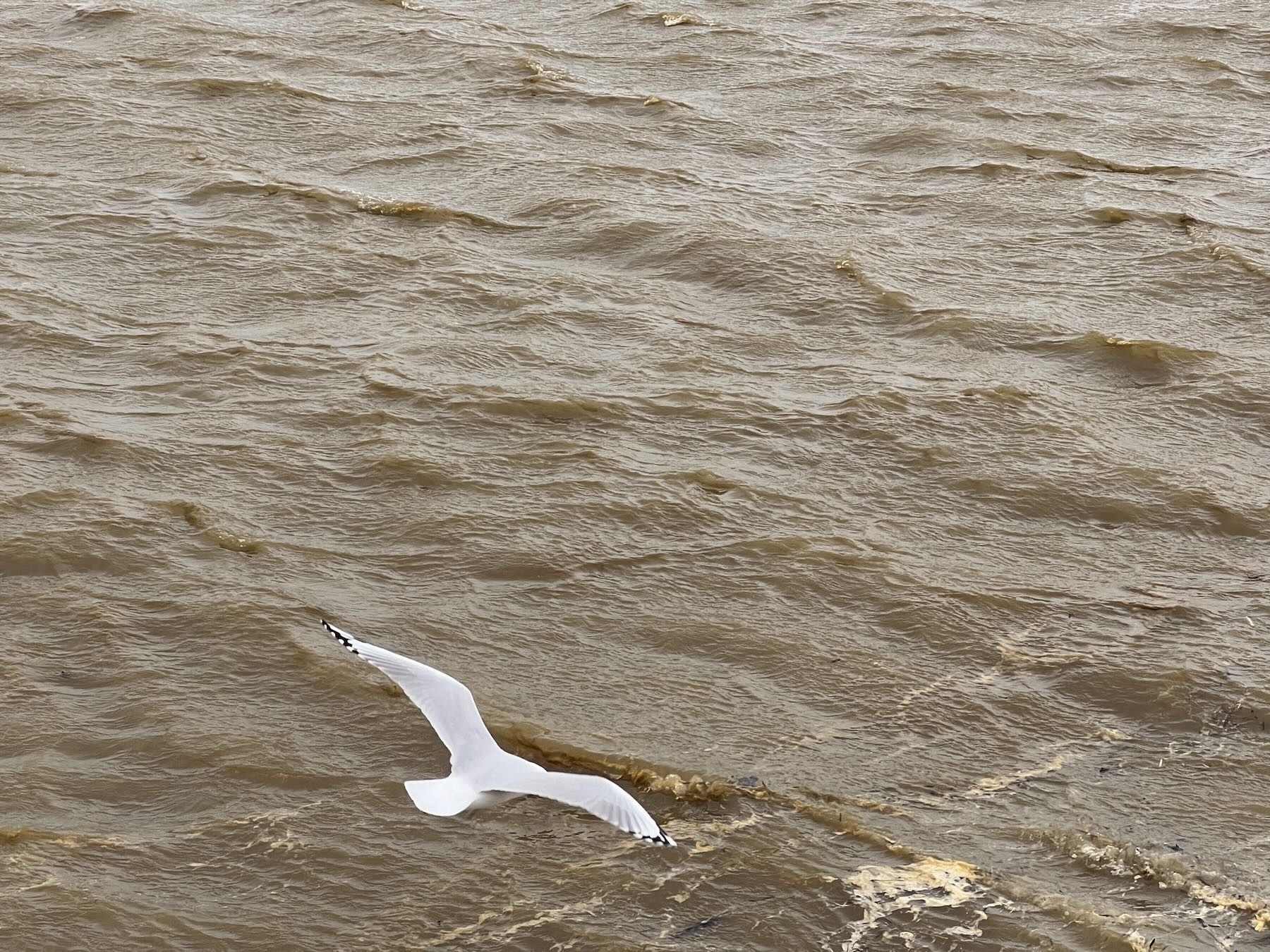 Gull with wings spread over fast-moving brown water. 