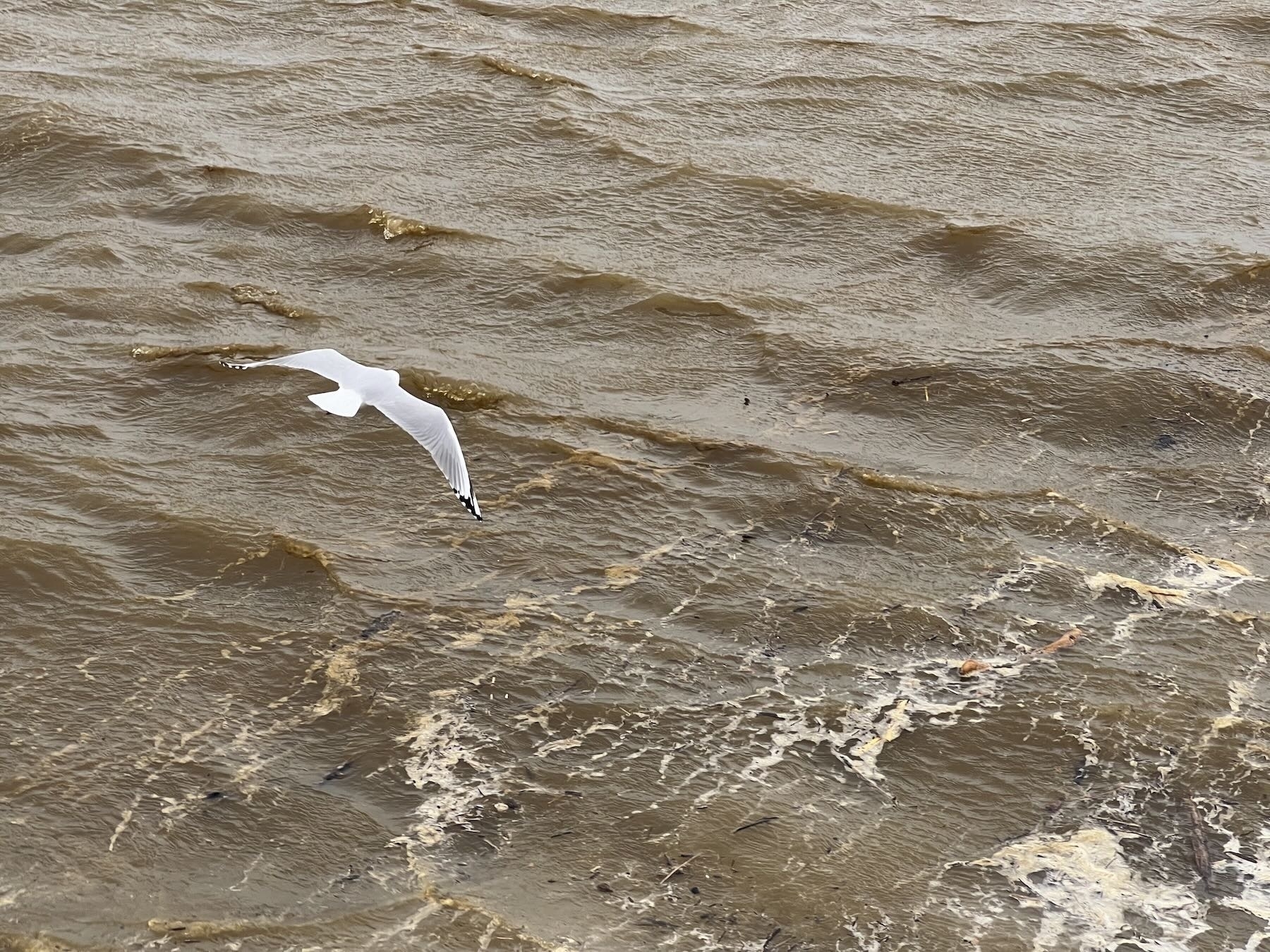 Gull with wings spread over fast-moving brown water. 