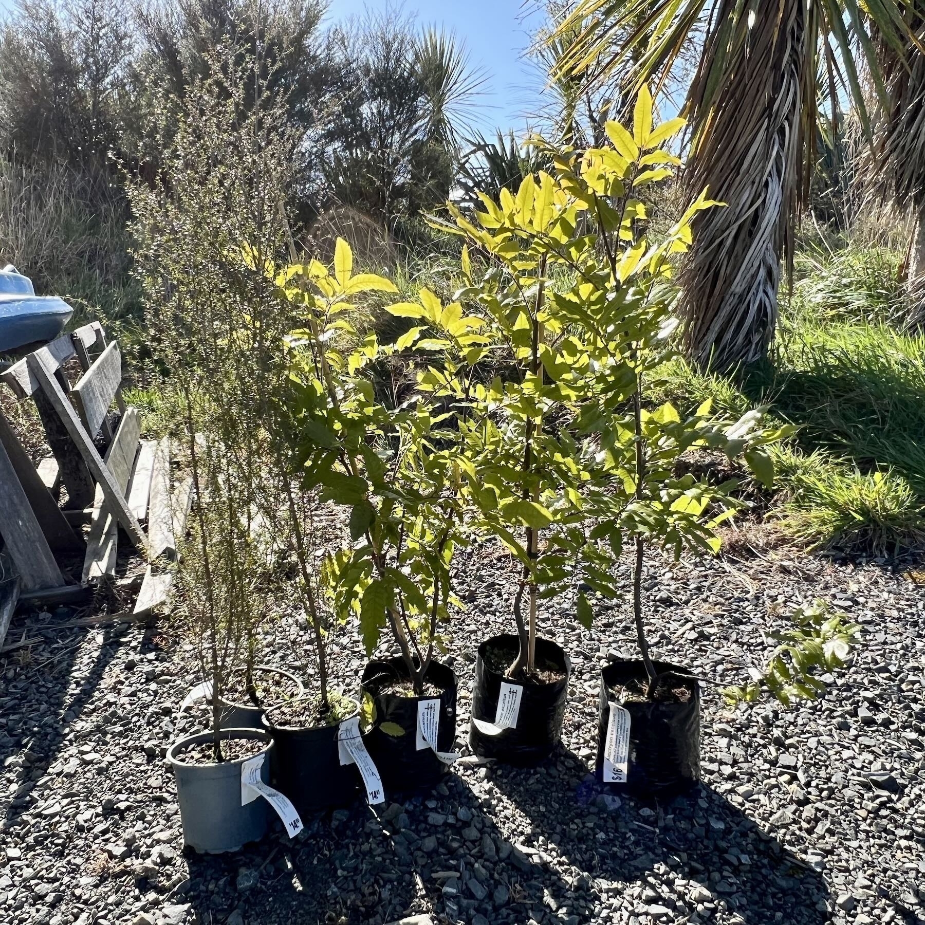 Titoki and manuka plants in their pots. 