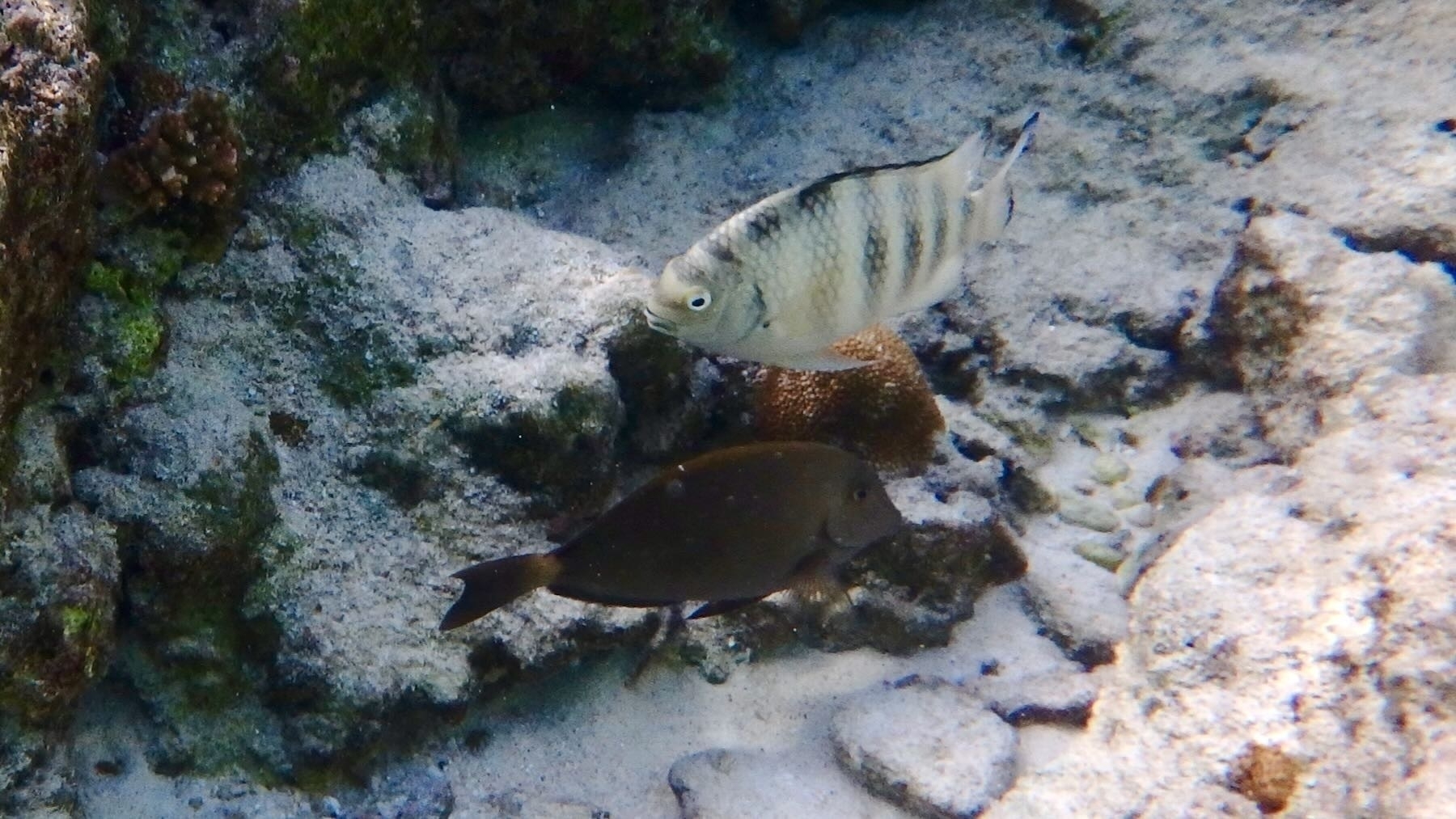 Fish in Niue 2018. 