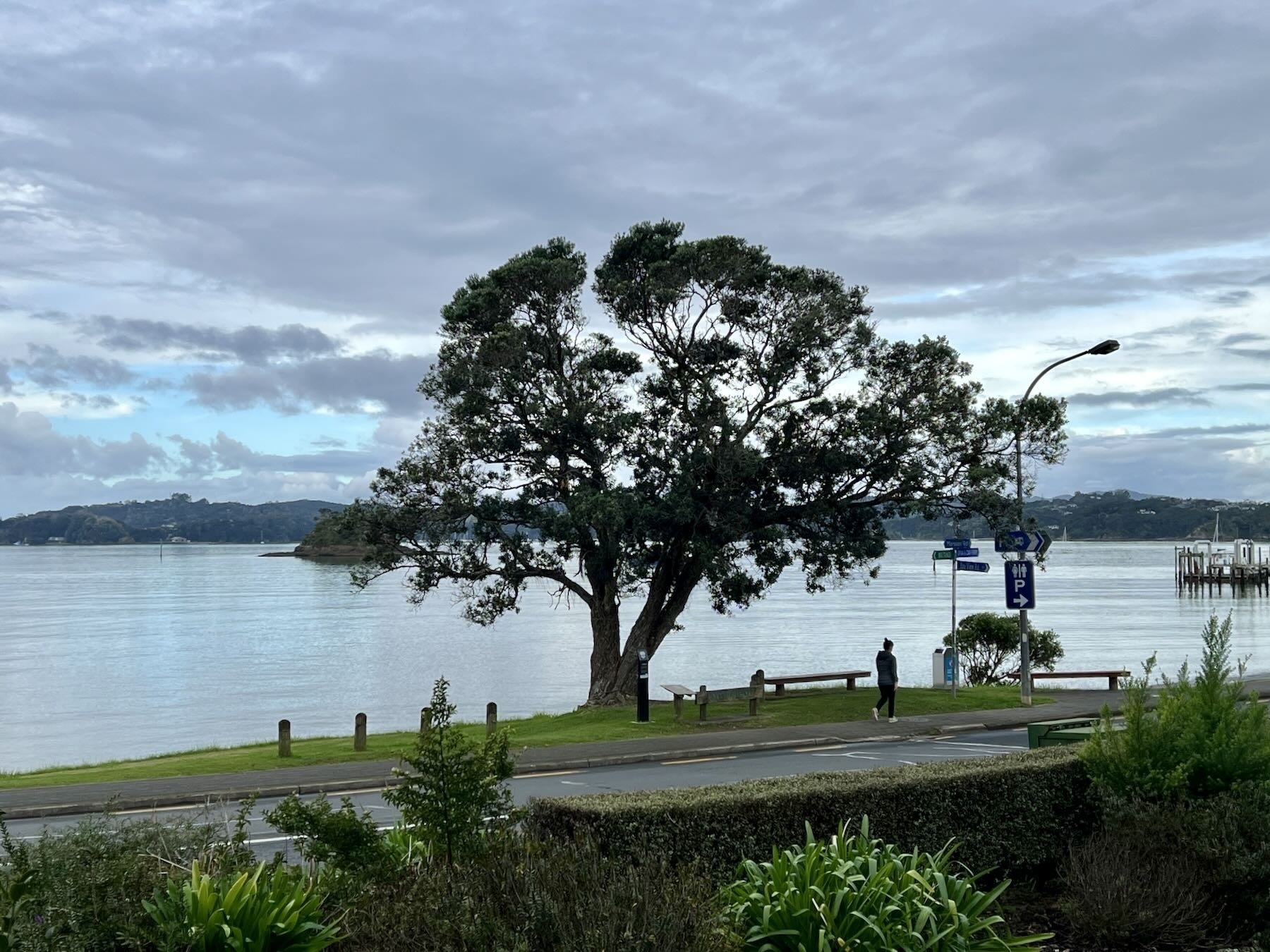 Road, grass, tree, sea, land across the water. 