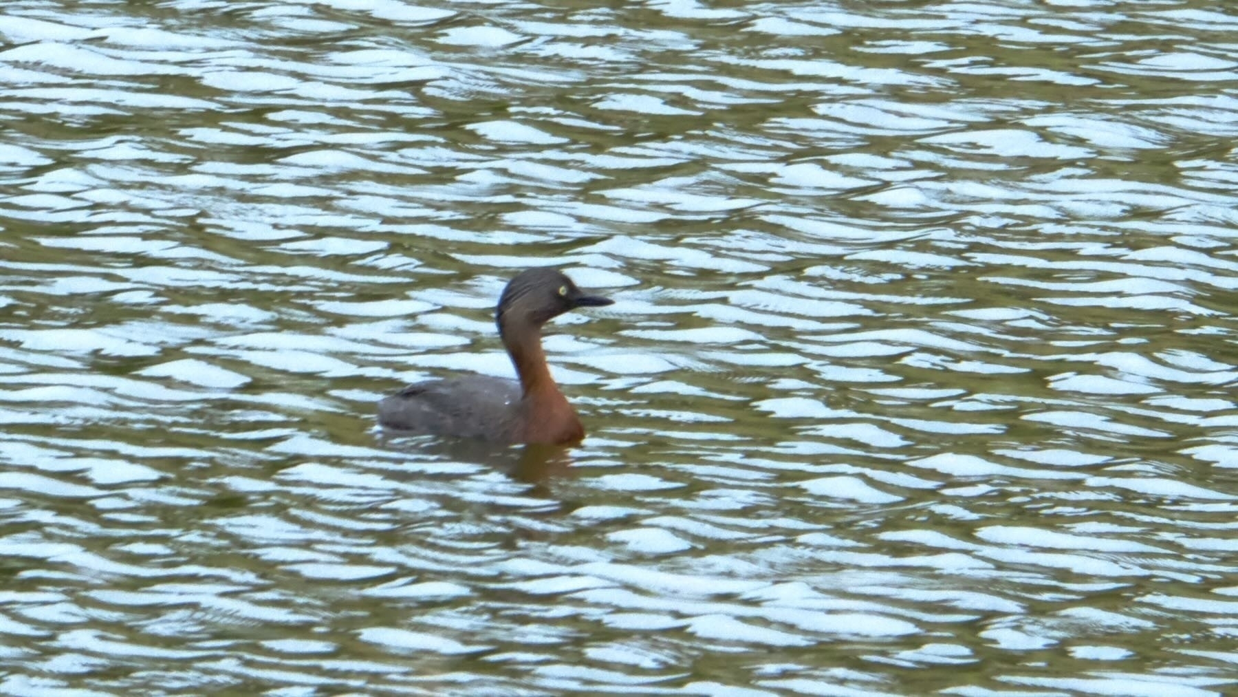 Smallish bird on the water of a lake. The bird has a dark body, long russet neck and a small head with a beady eye. 