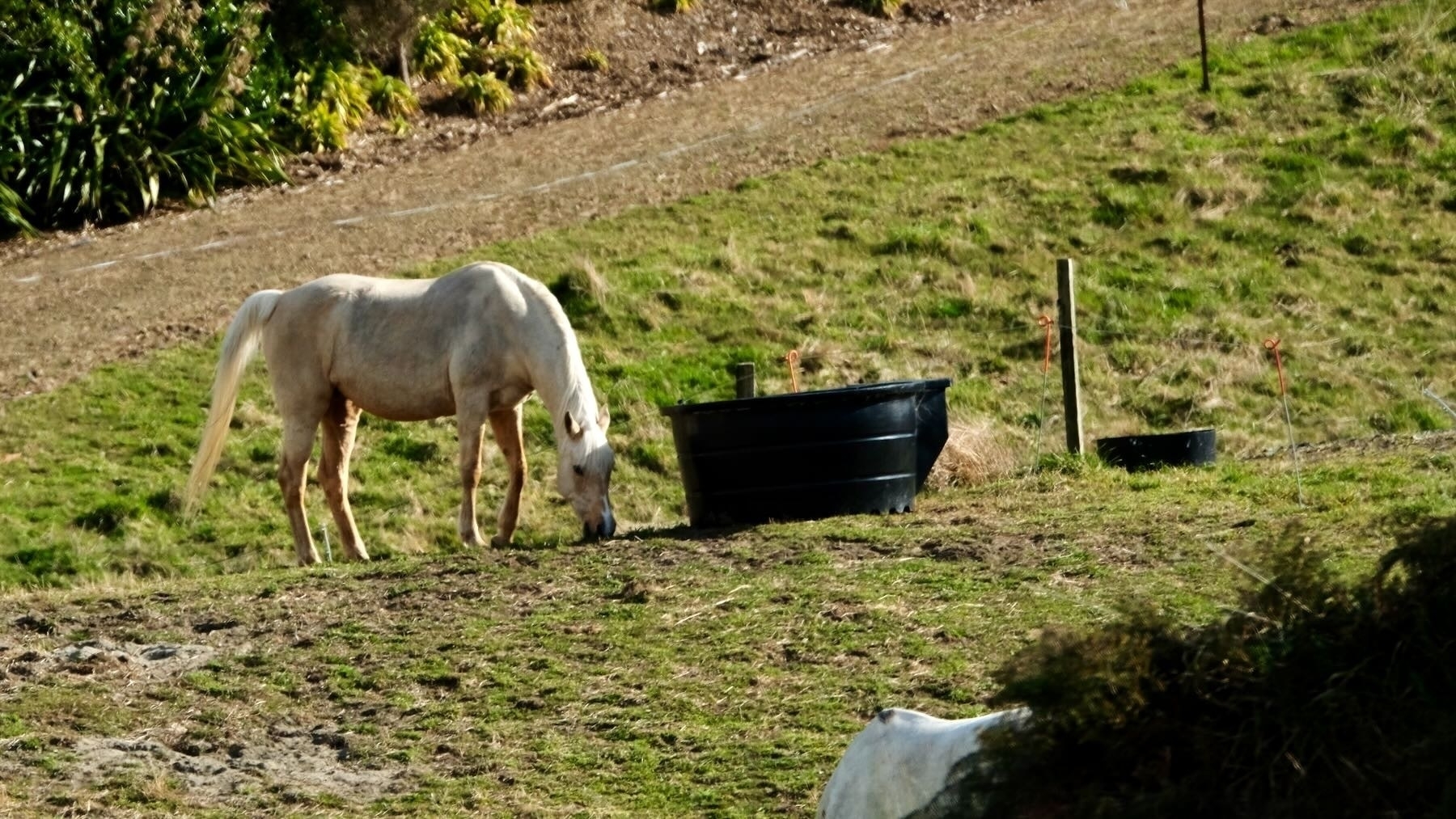 White horse in a paddock, grazing with head down. 