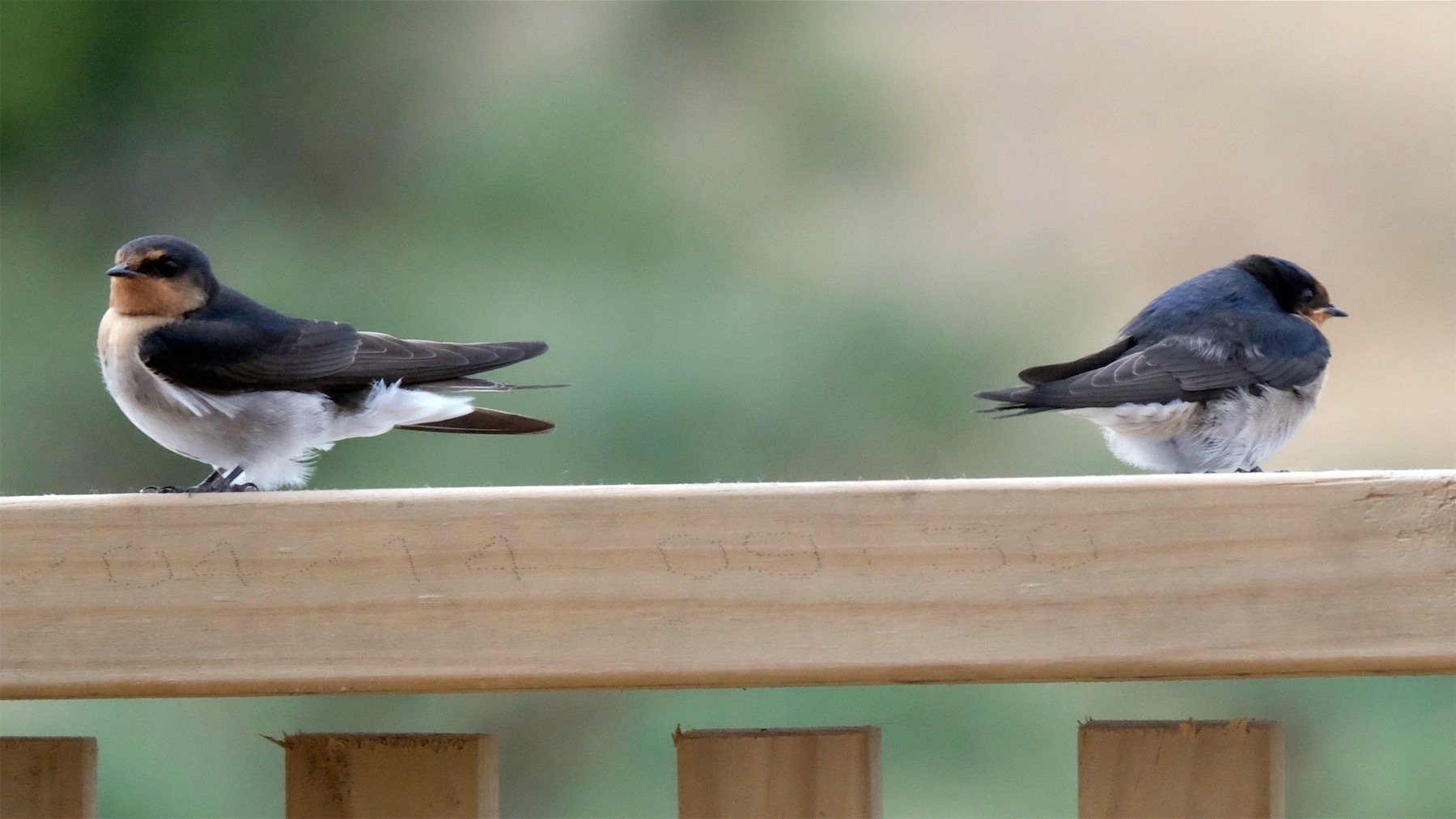 Two swallows at opposite ends of a railing, facing away from one another as though in a huff.