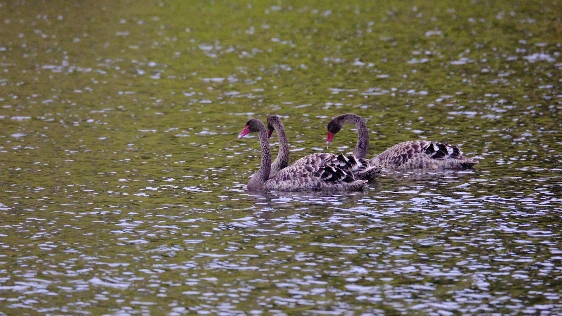 3 large cygnets with brown feathers float on a small lake. 