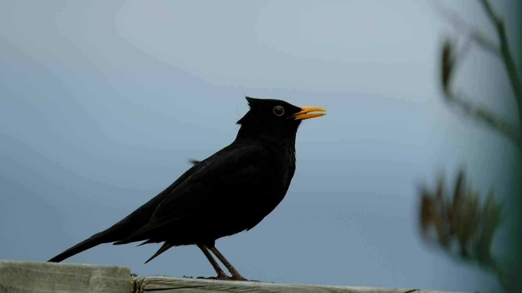 Blackbird on a railing. 