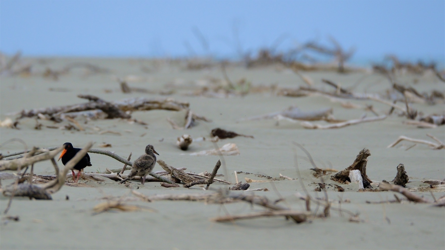 Oystercatcher chick and parent amongst driftwood.