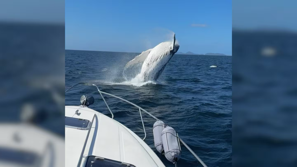 Large whale breaching near a small boat. 