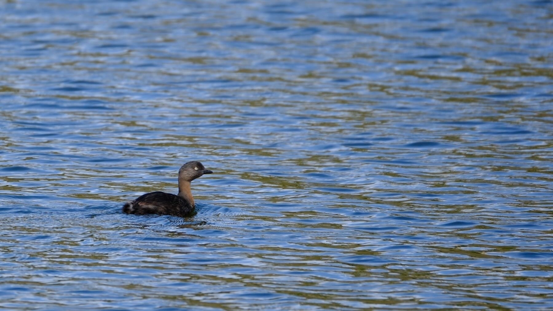 Dabchick on the lake. 