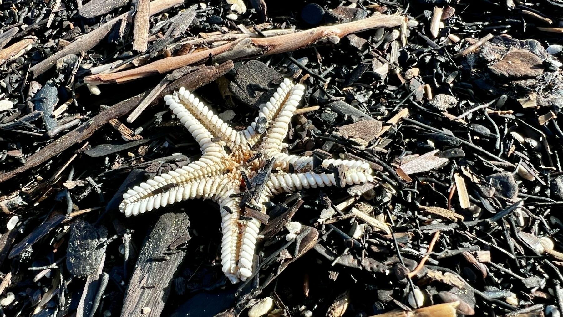 A white 5-armed starfish.