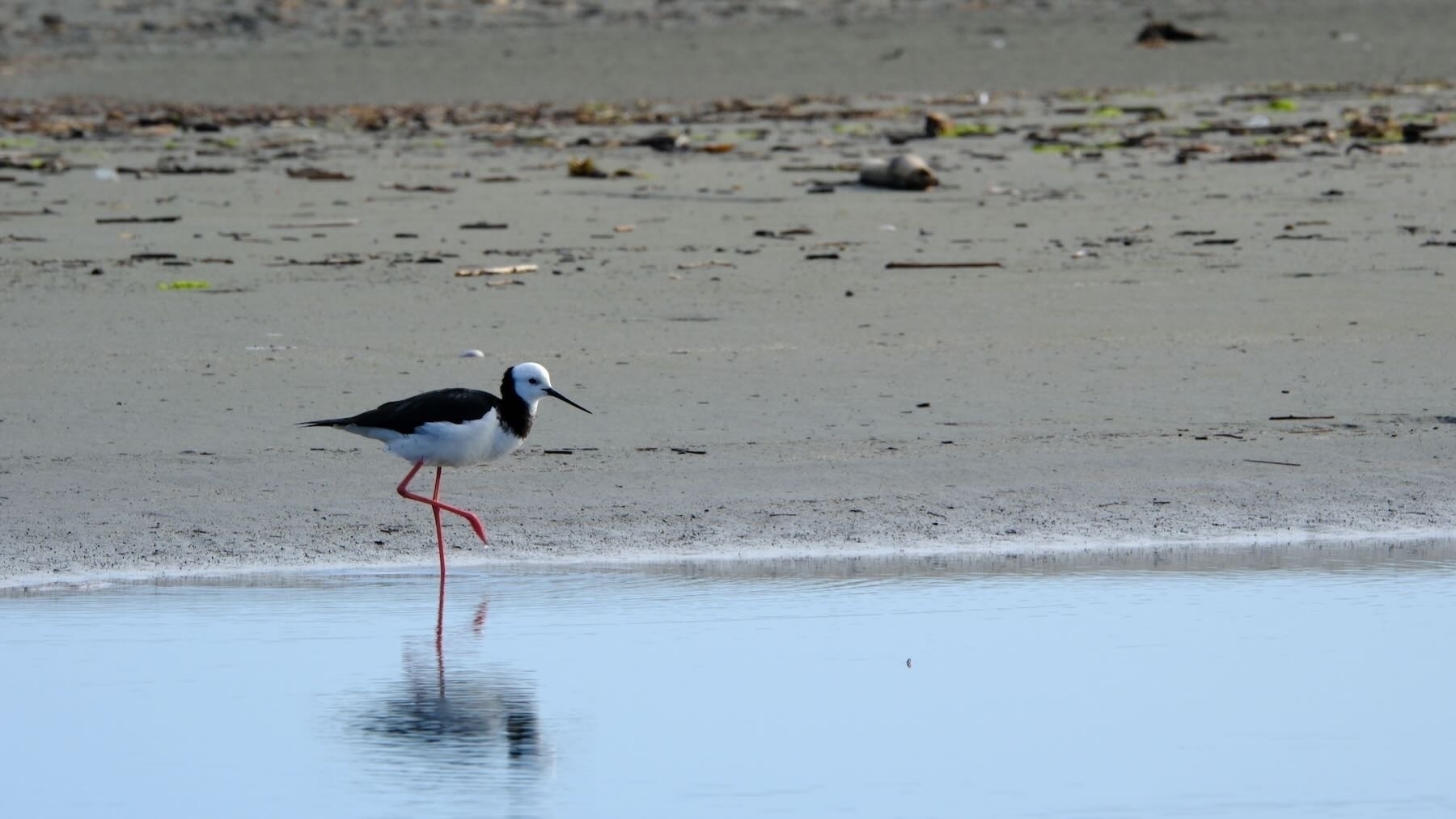 Pied stilt with leg lifted, water dripping off one foot, and legs seeming to make the shape of a 4.