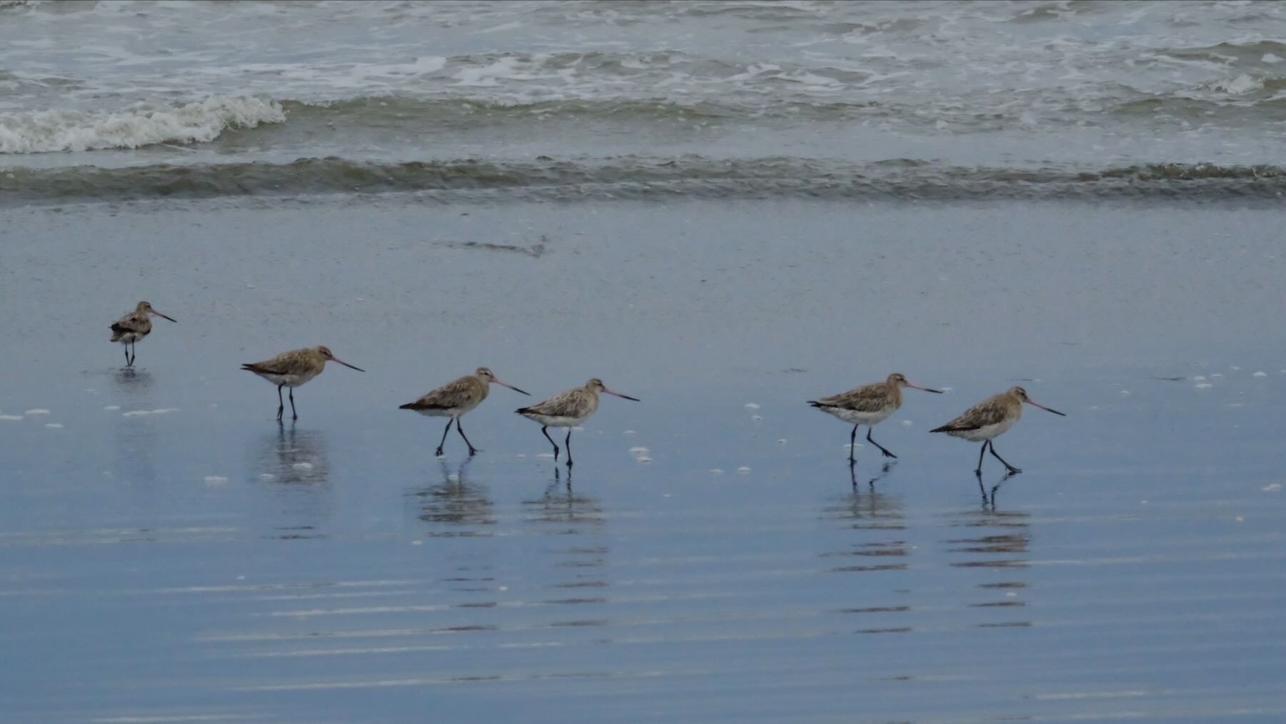 6 Godwits walking in a line on wet sand in front of the waves. 