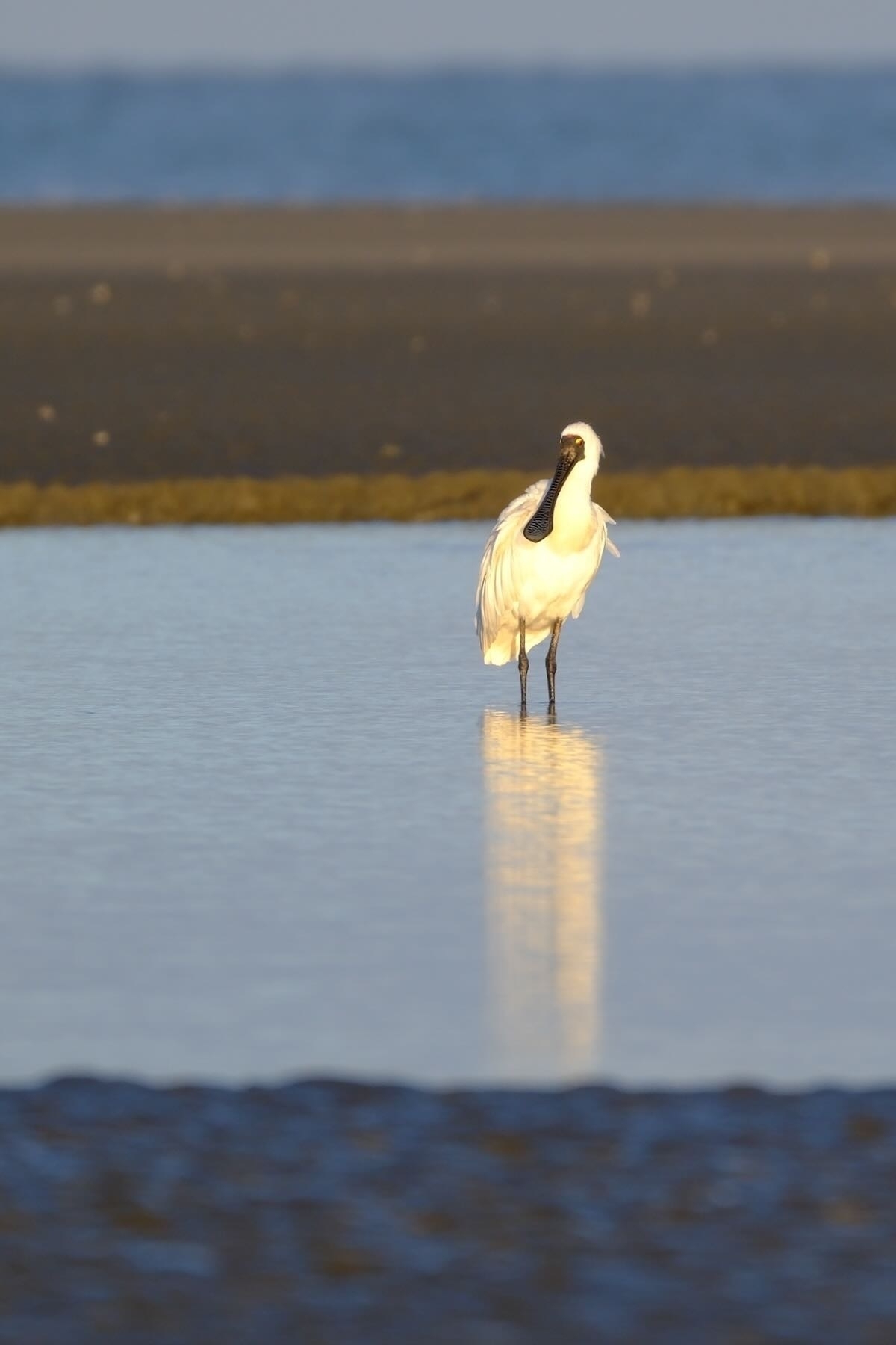 Royal Spoonbill. 