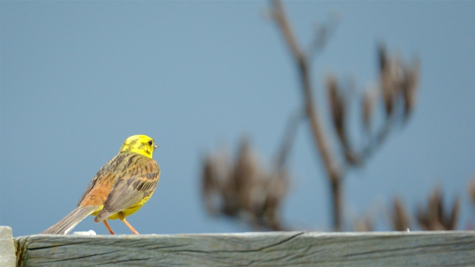 Yellowhammer on wooder railing. 