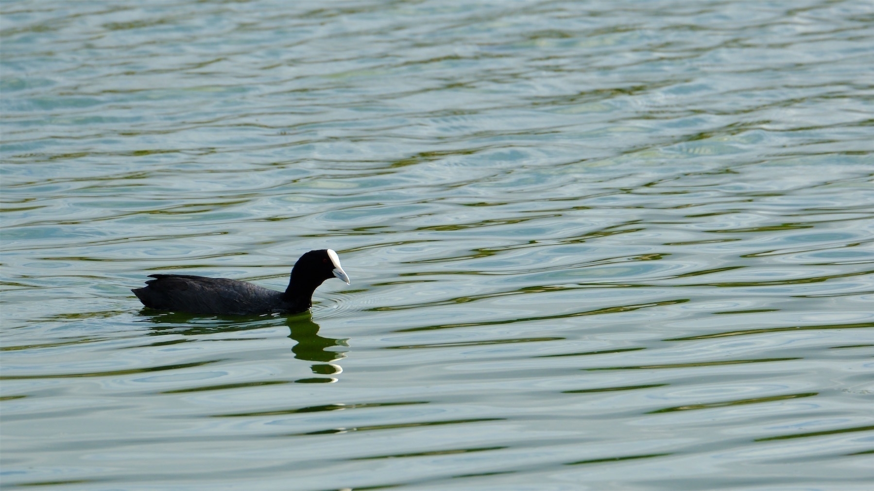 Mid-size dark bird with white face shield floating on a lake with rippling water. A drop of water hangs from the tip of its beak. 