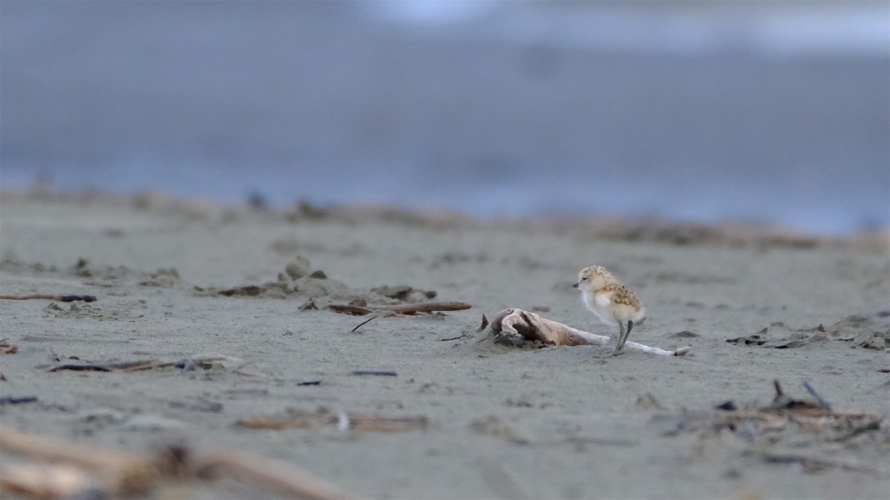 Tiny dotterel chick.