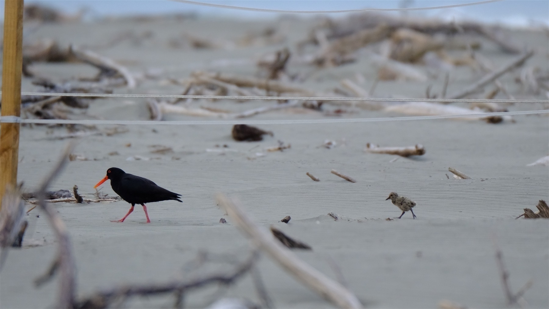 Baby Oystercatcher on the beach, close to an adult.