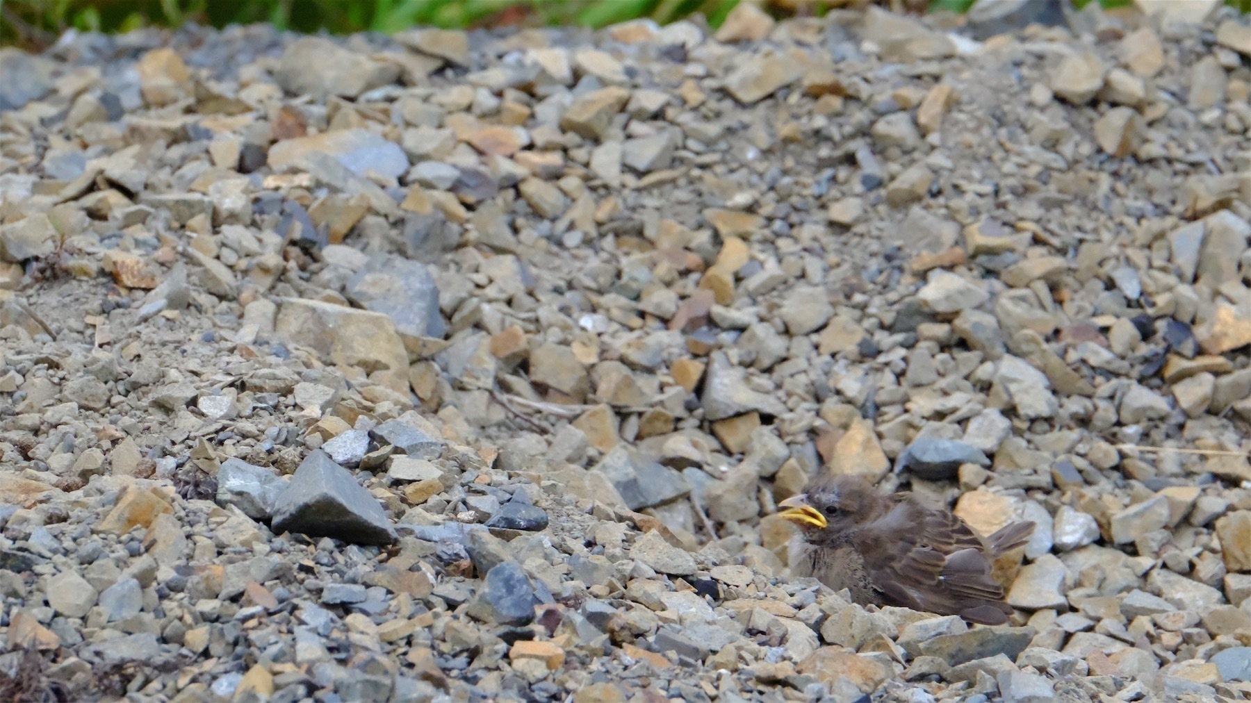 Baby sparrow.