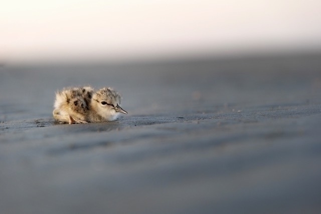 Very small baby bird sitting on beach.  