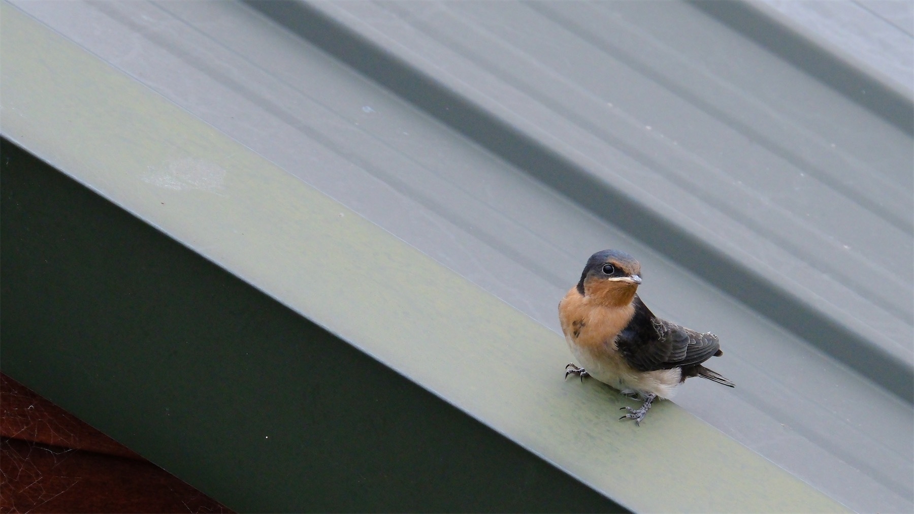 Baby swallow with very white mouth, on a tin roof.