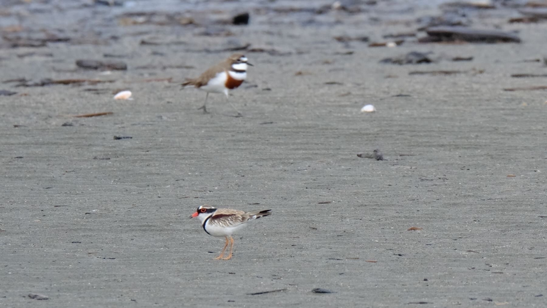 Banded and black-fronted dotterels near one another.