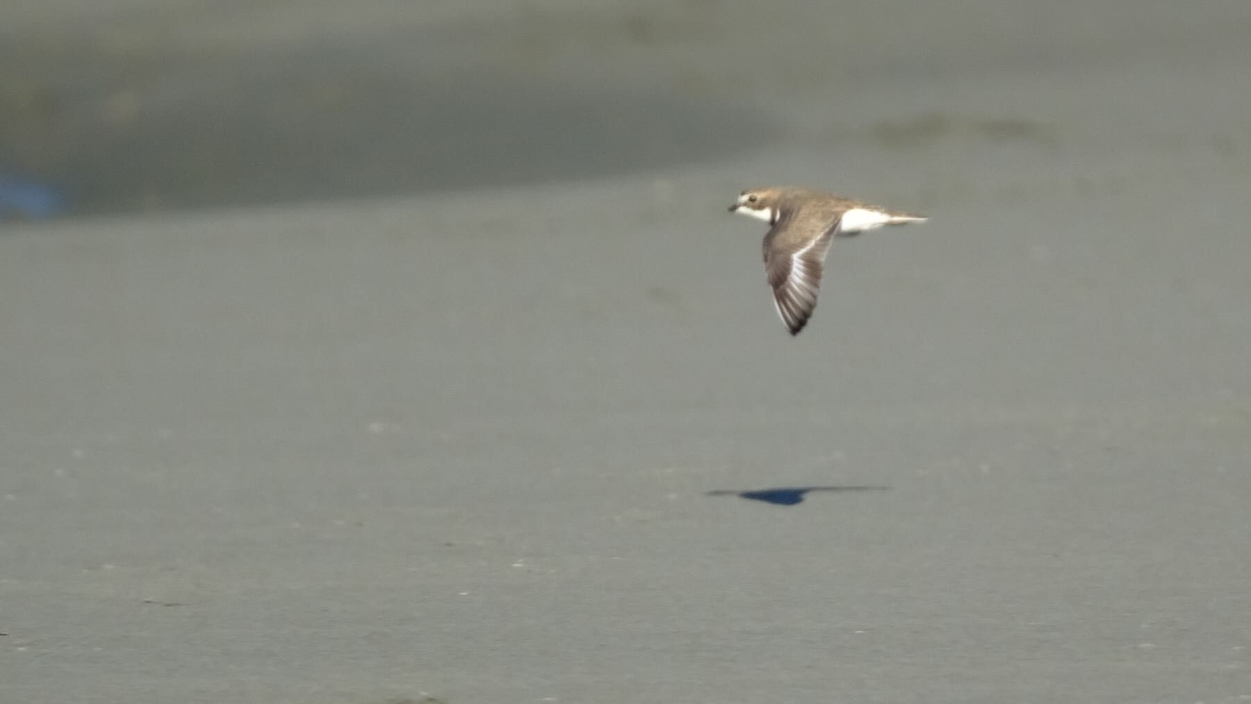 Banded dotterel flying just above the sand.