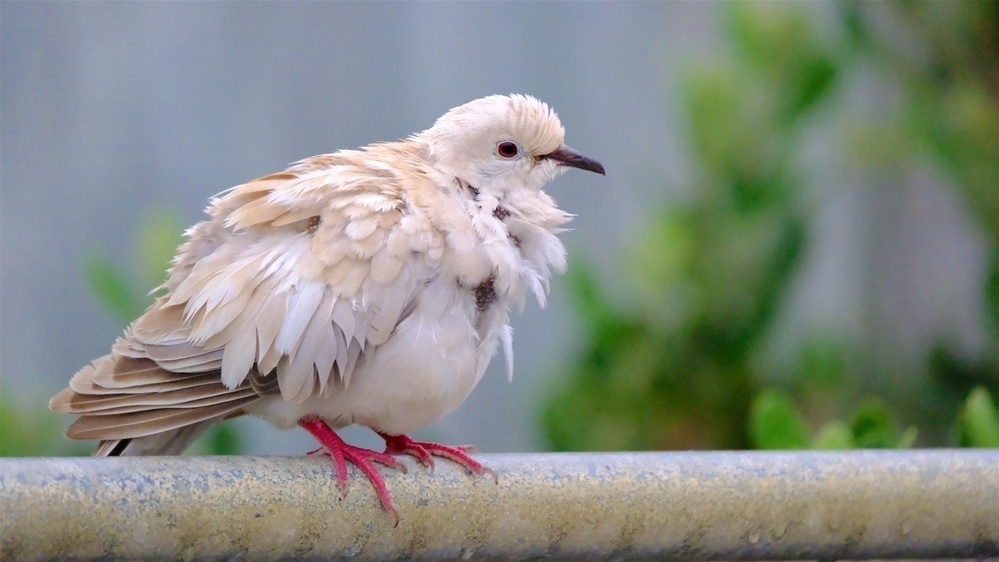 Barbary dove with white and brown feathers and what looks like chick down.