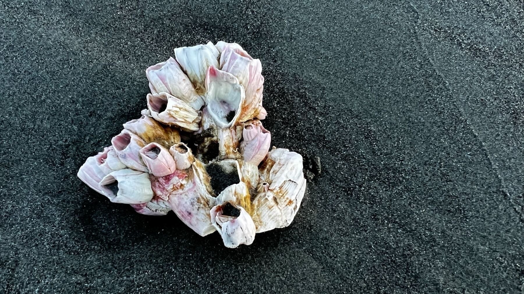 Agglomerated pink shells.