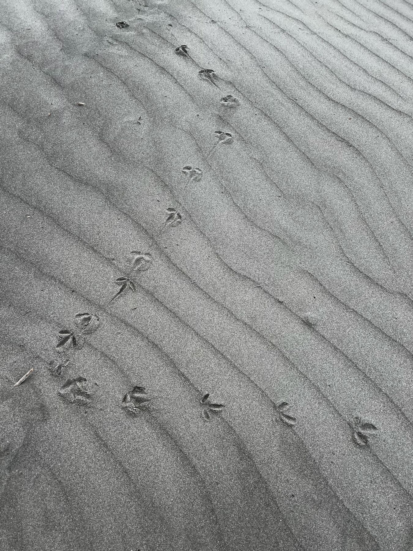 A zig zag line of bird footprints. 