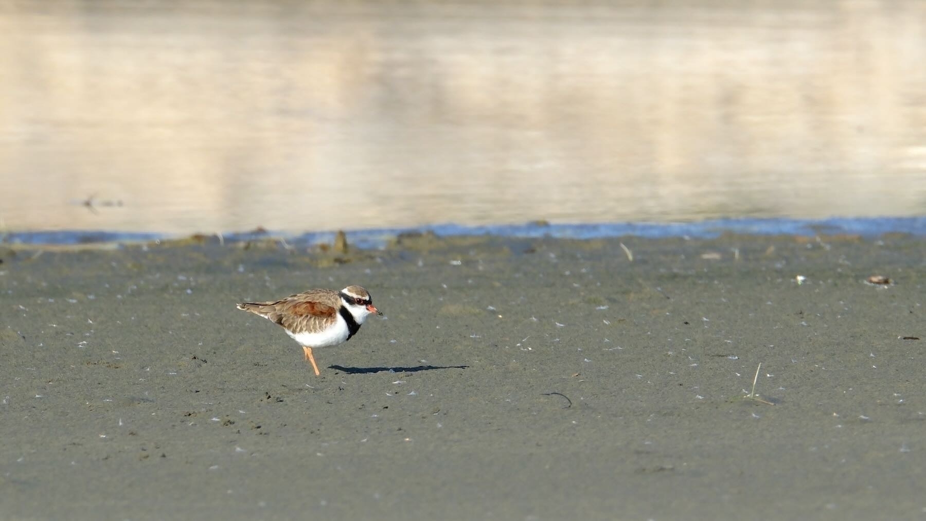 Black-fronted dotterel with its dark stripes and white chest. 
