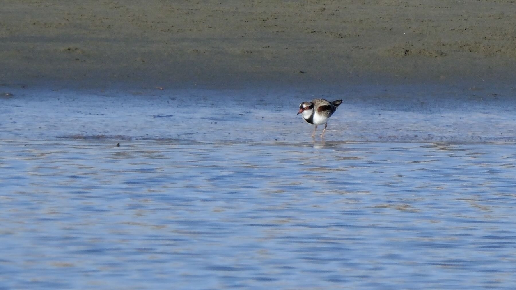 Black-fronted dotterel by the water