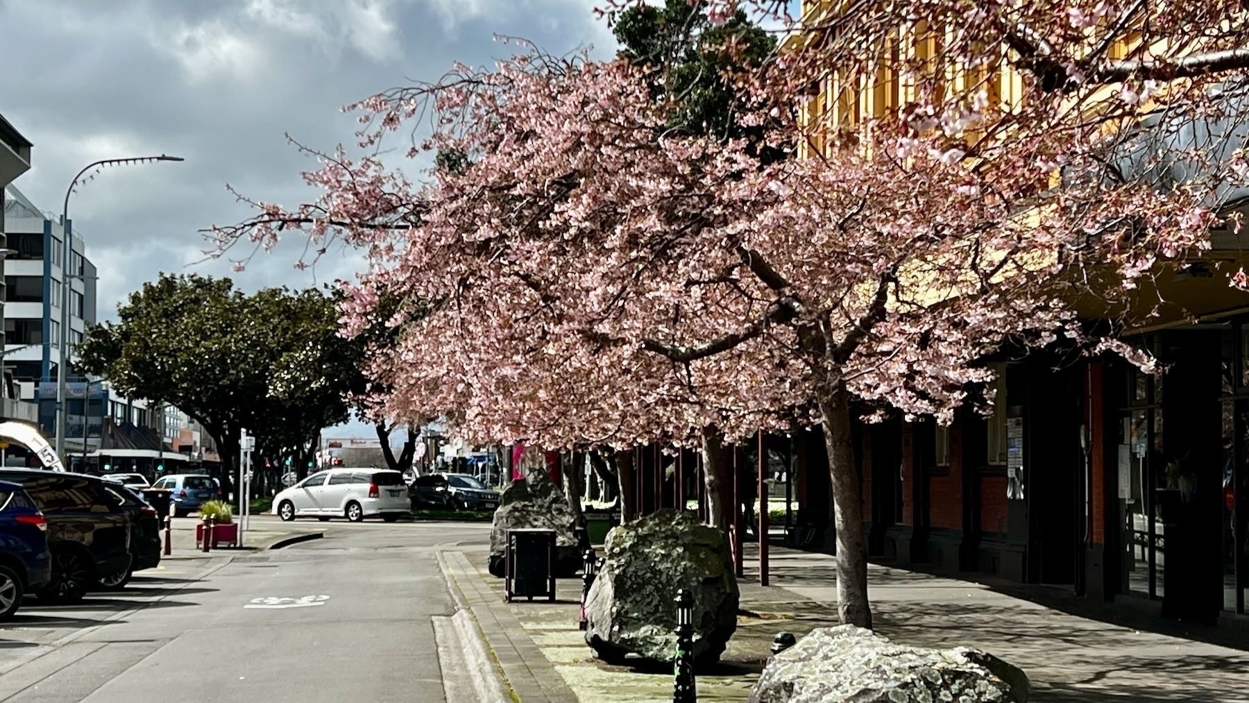 Blossom trees on Coleman Mall.