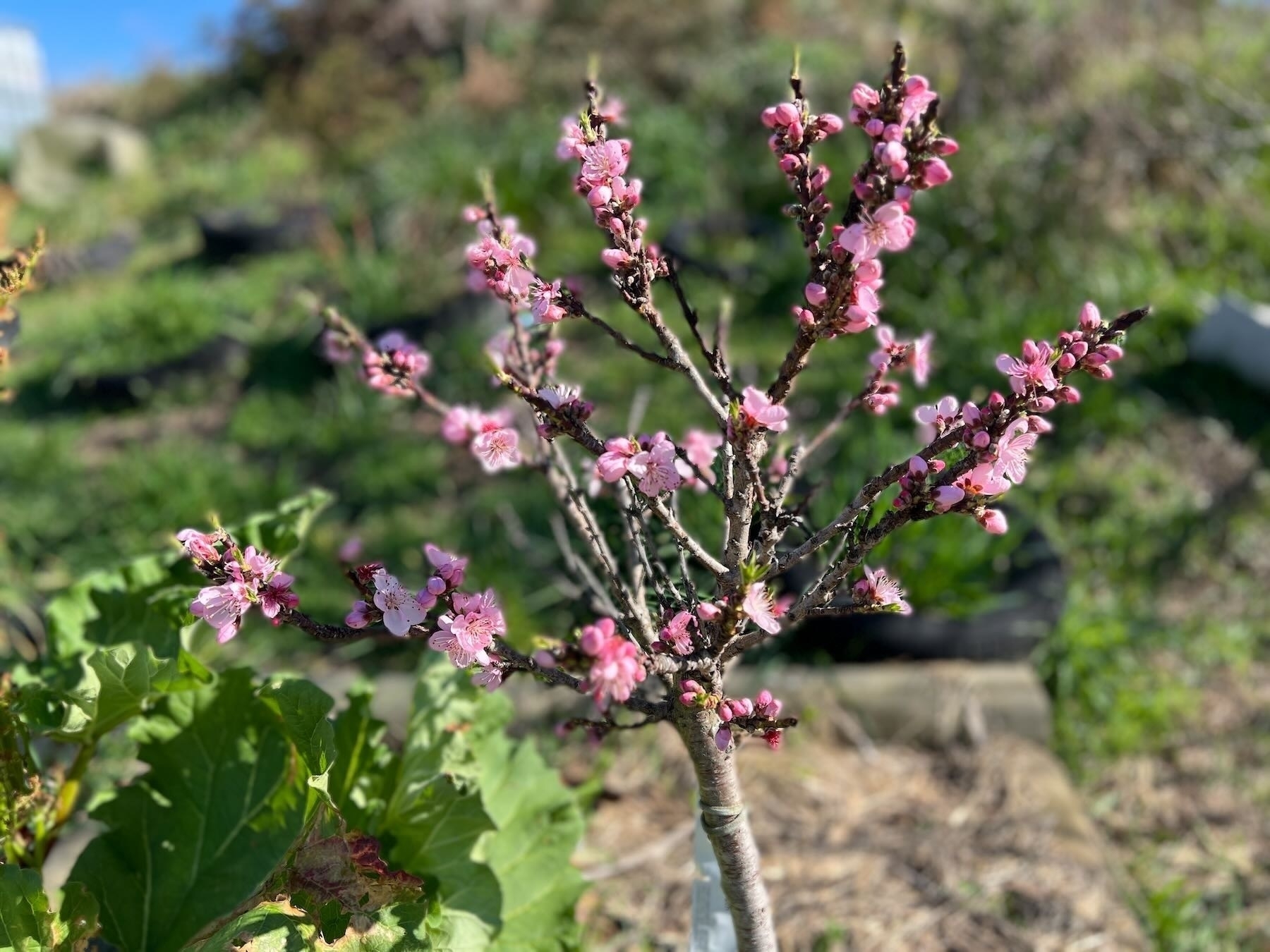 Small peach tree with pink blossoms.