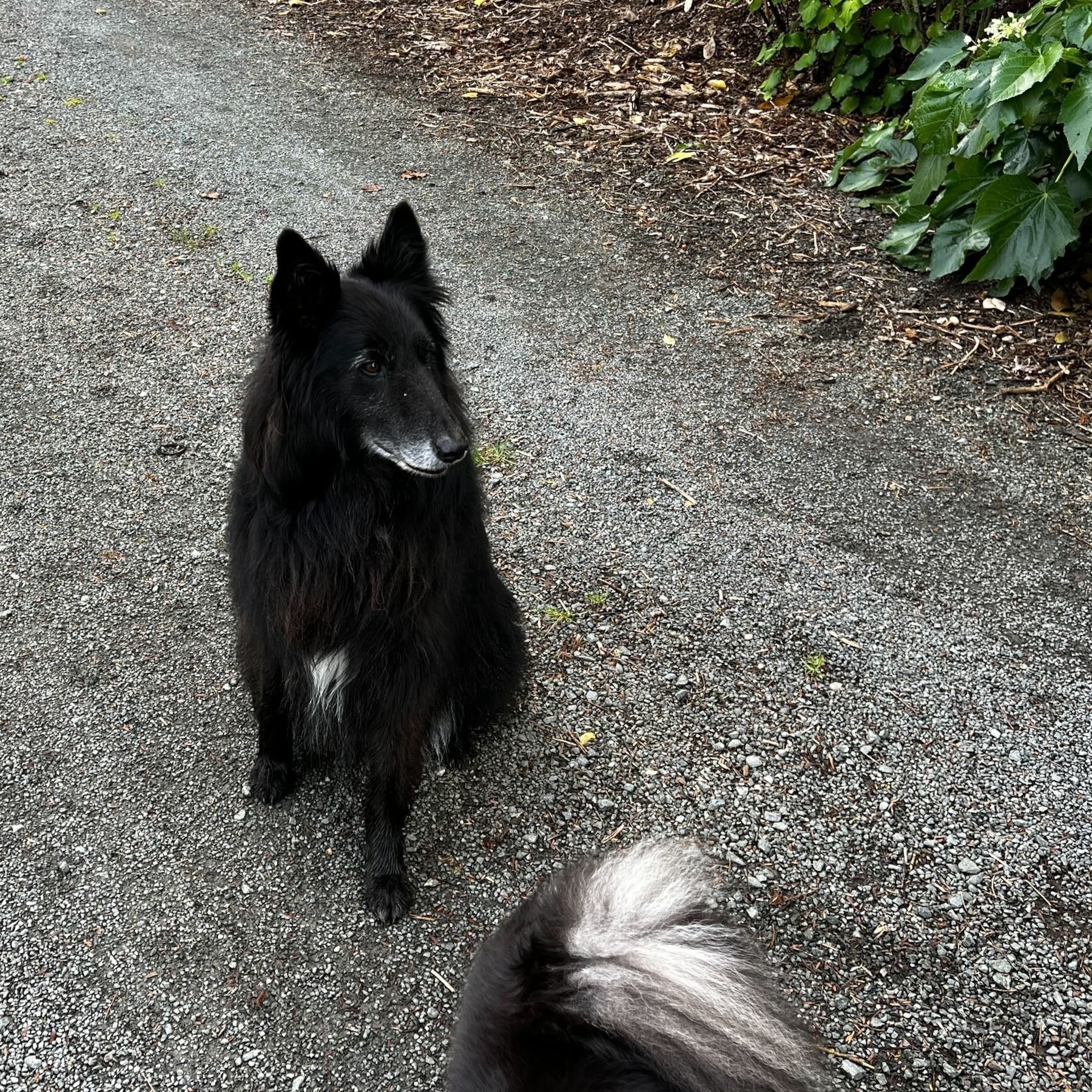 Large black Malinois dog. 