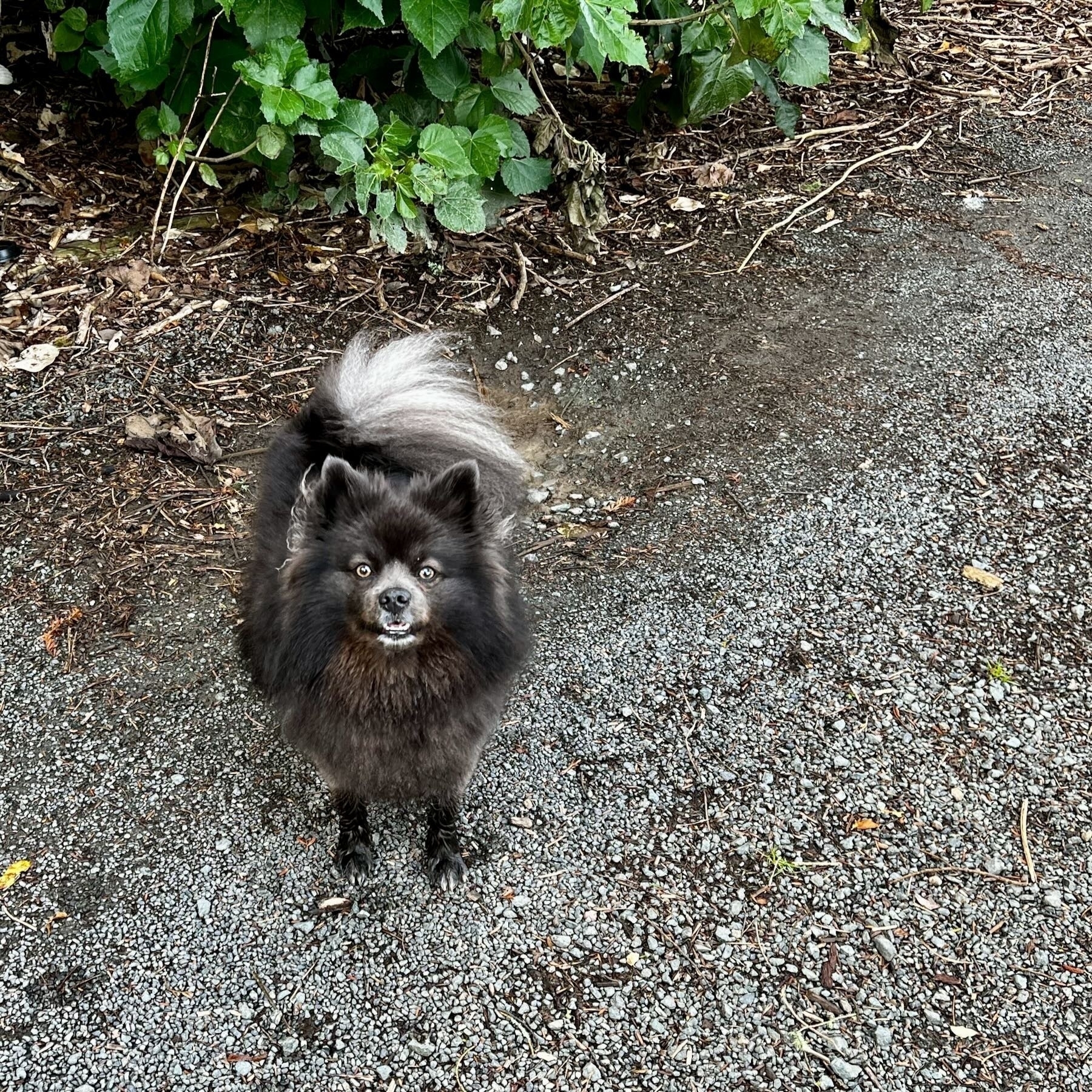 Small black furry dog with sparkly eyes.