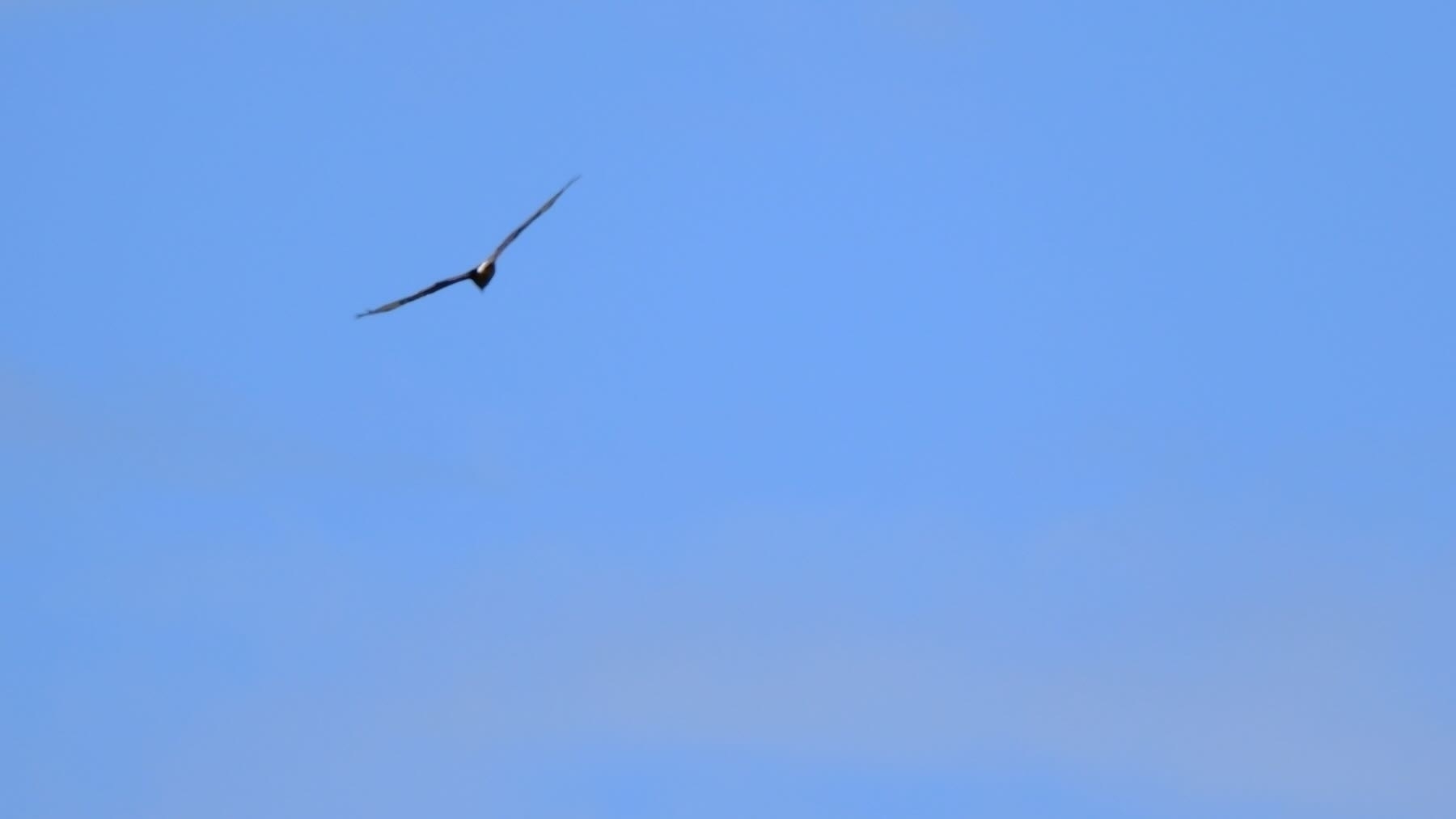 Hawk in flight.