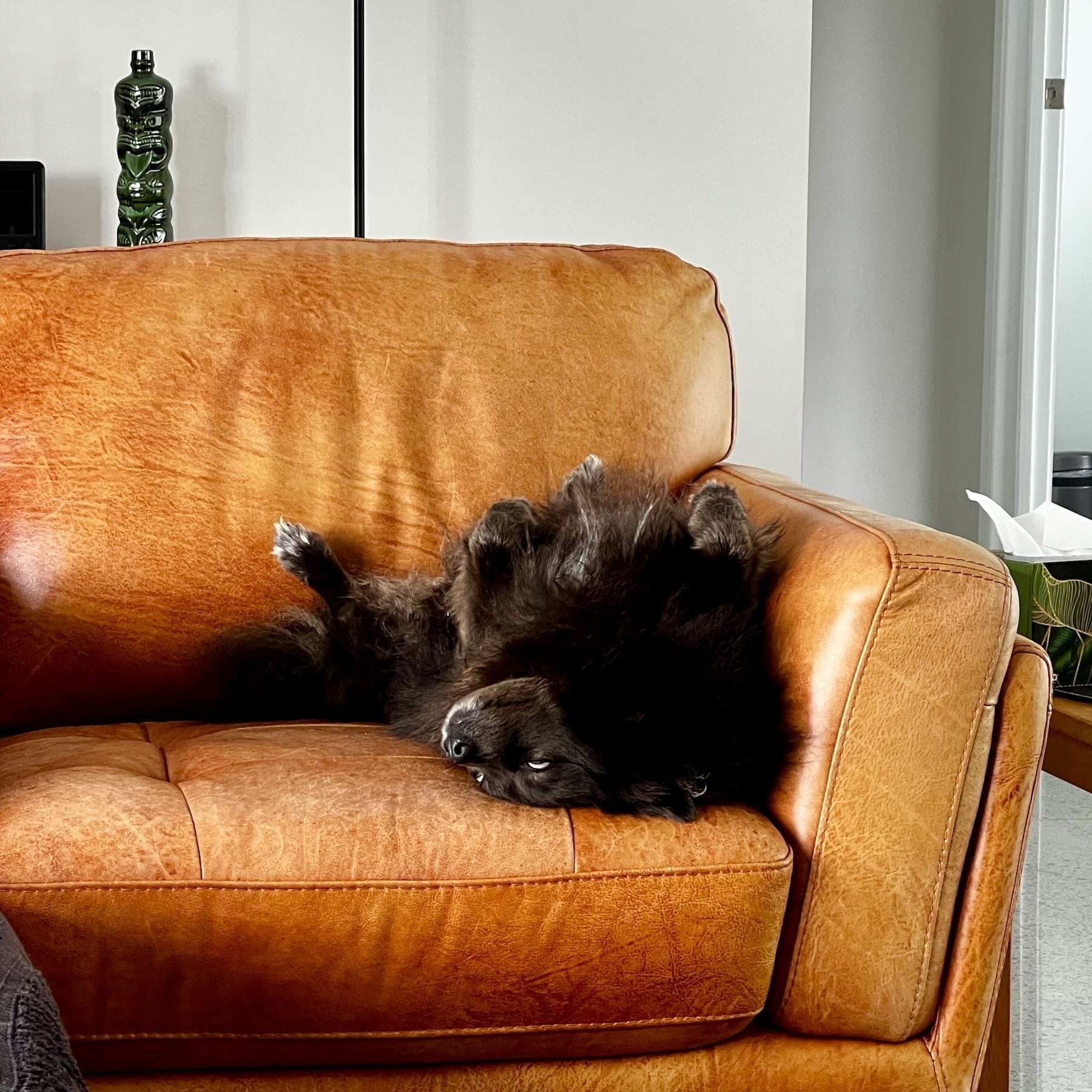 Small dog, relaxed, legs up in the air, on a couch.