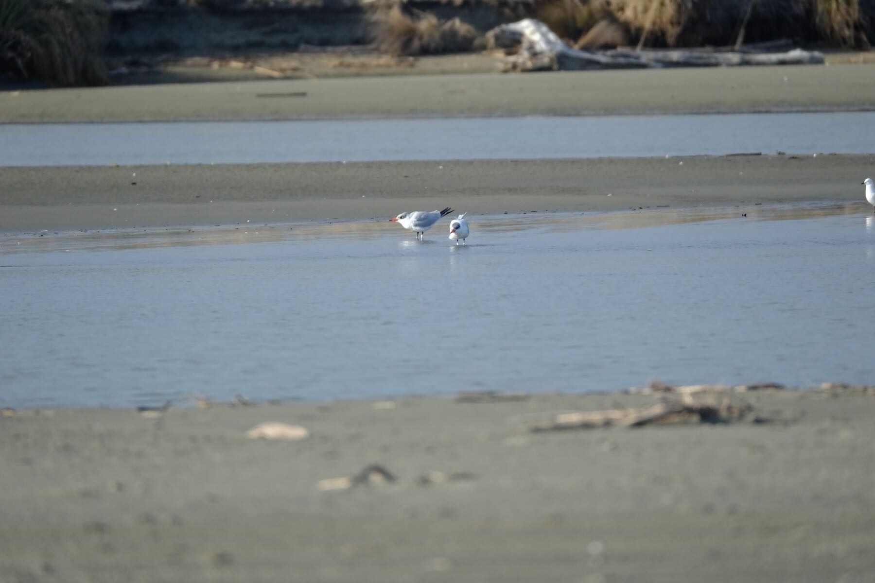 Caspian terns feed in shallow water.