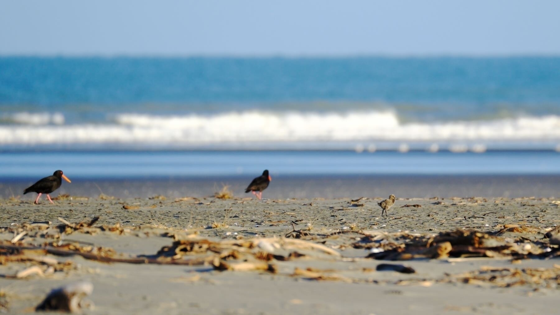 Adult pair with baby Oystercatcher.