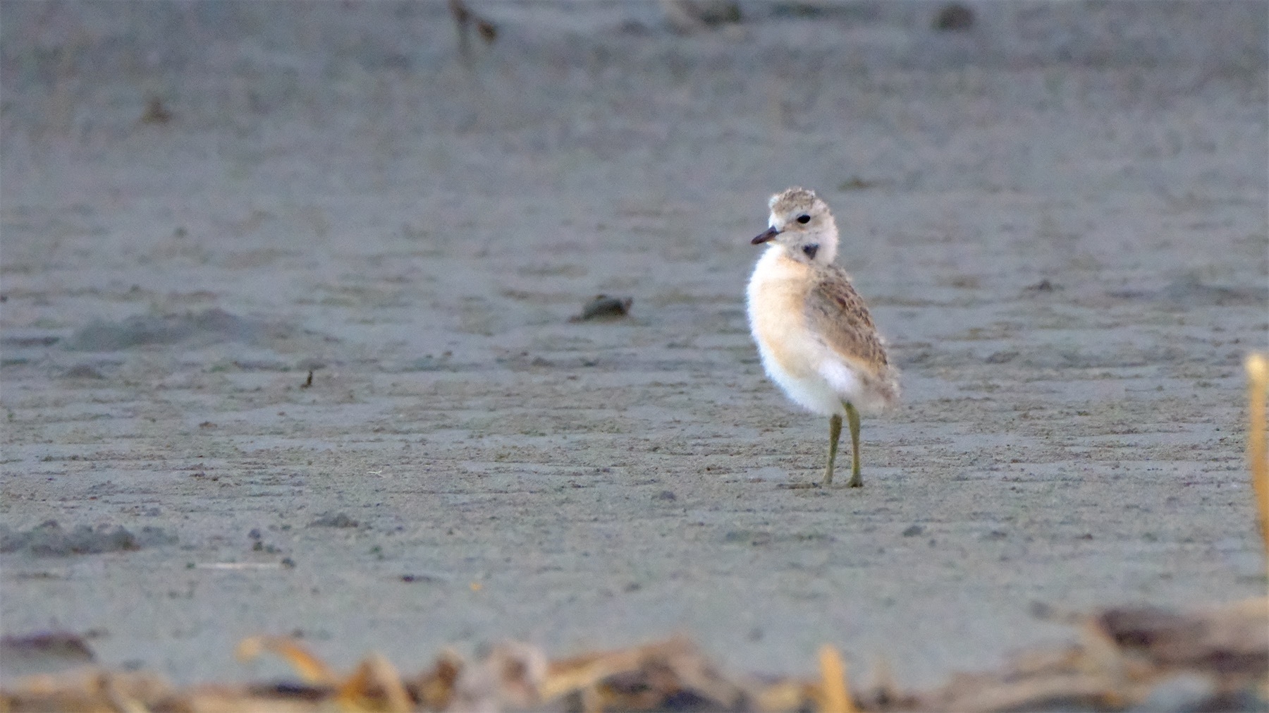 Dotterel chick staning quite upright, looking at me.