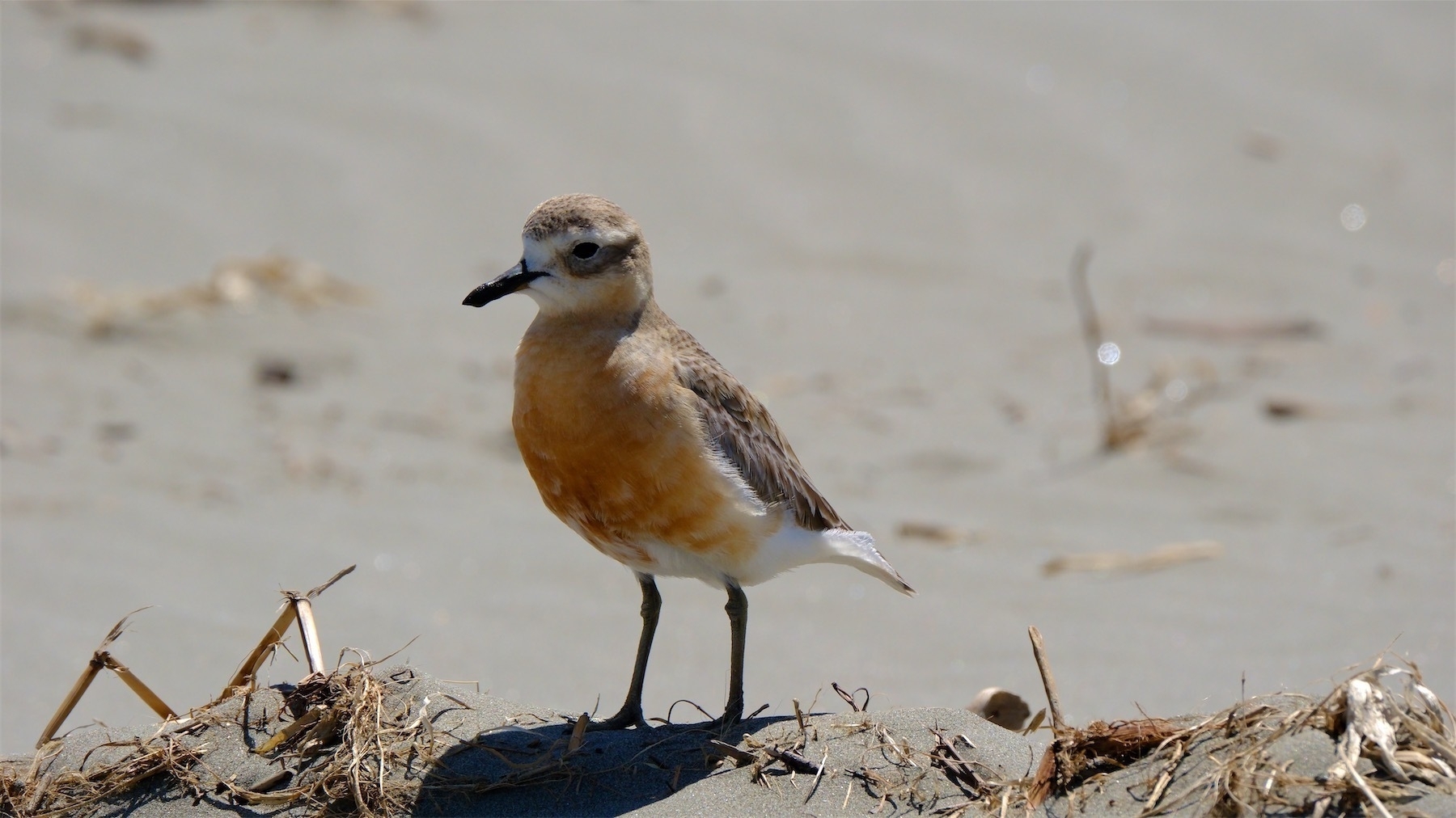 Red-breasted Dotterel standing erect and looking at the camera.