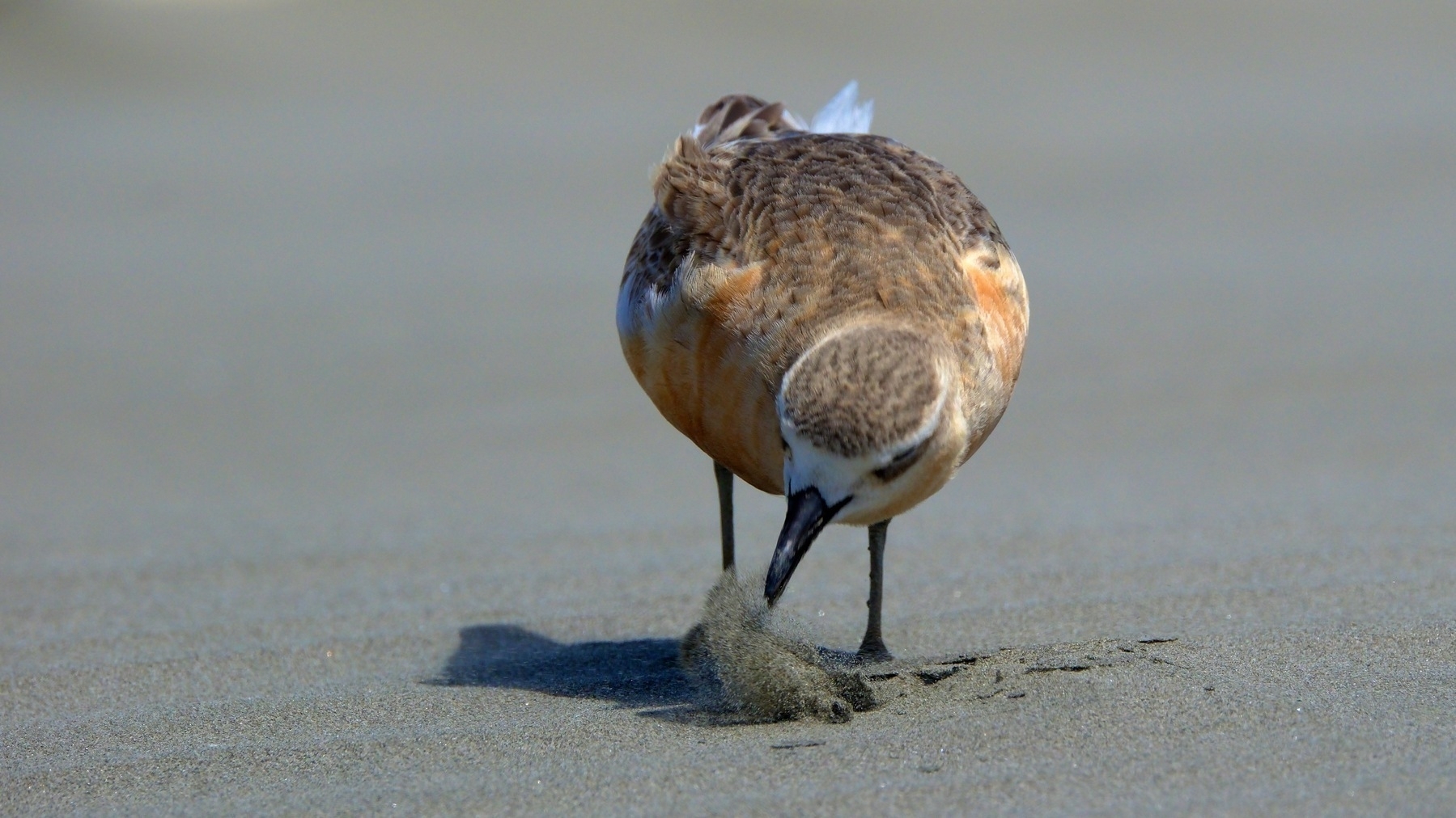 Dotterel scuffing sand aside with its beak while hunting for food in the sand.