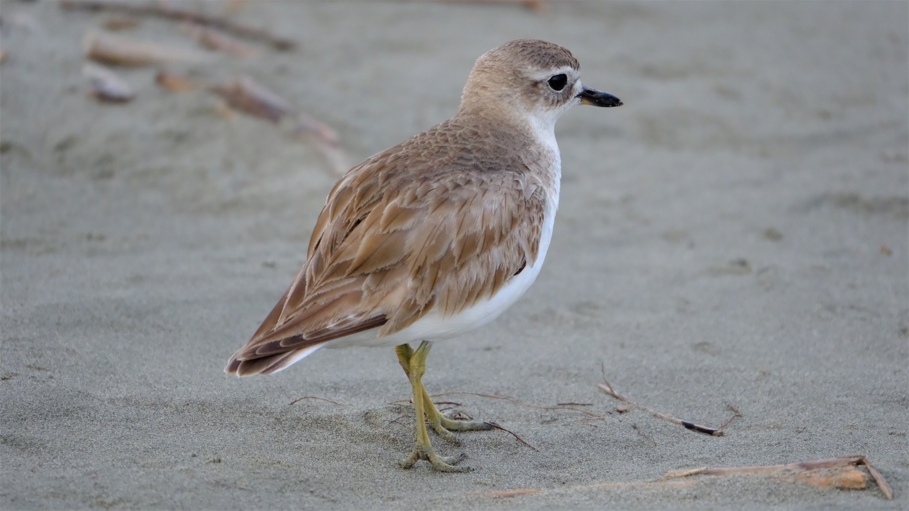 Dotterel adult.