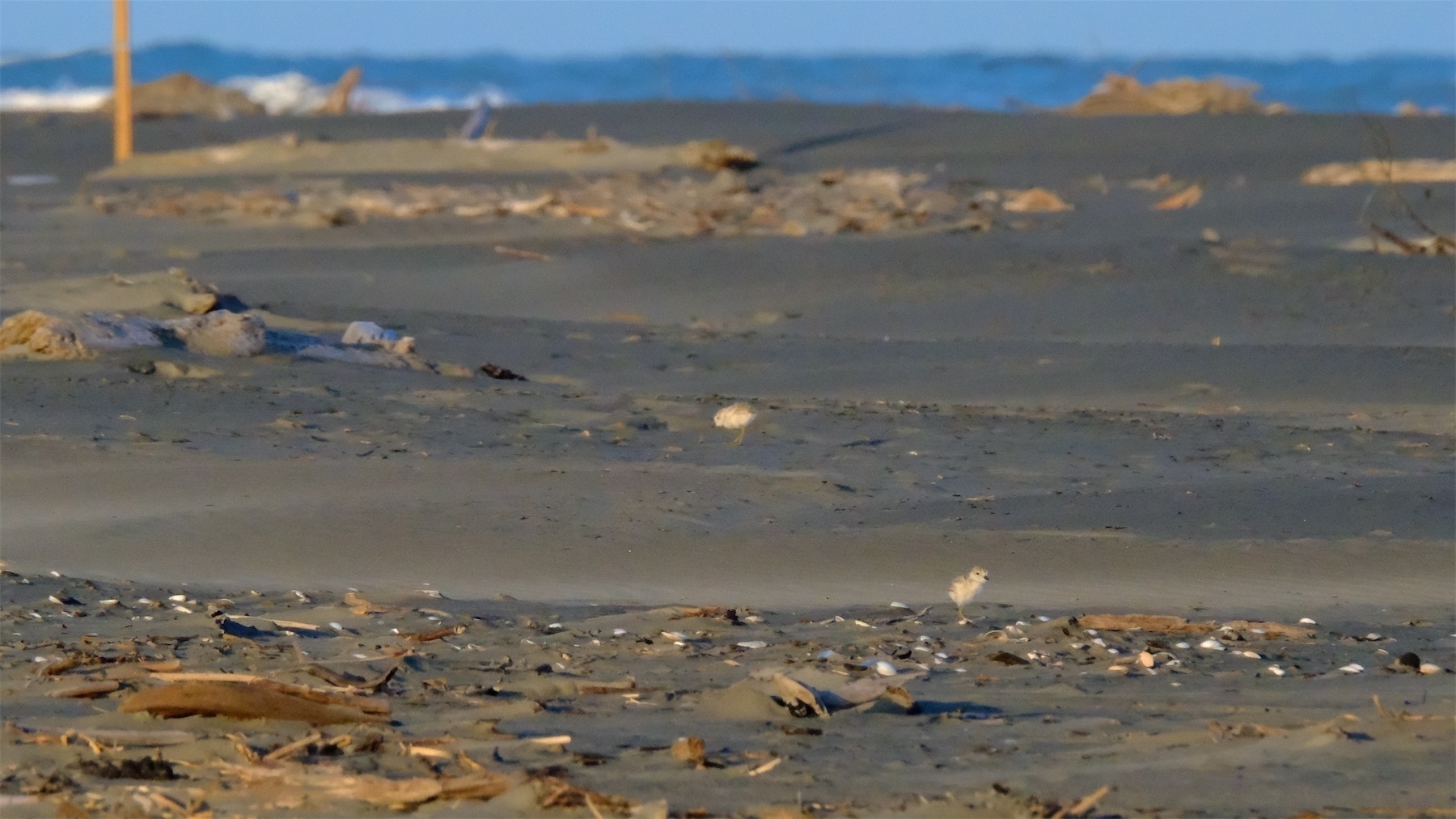 Two tiny pale Dotterel chicks against a beach landscape.