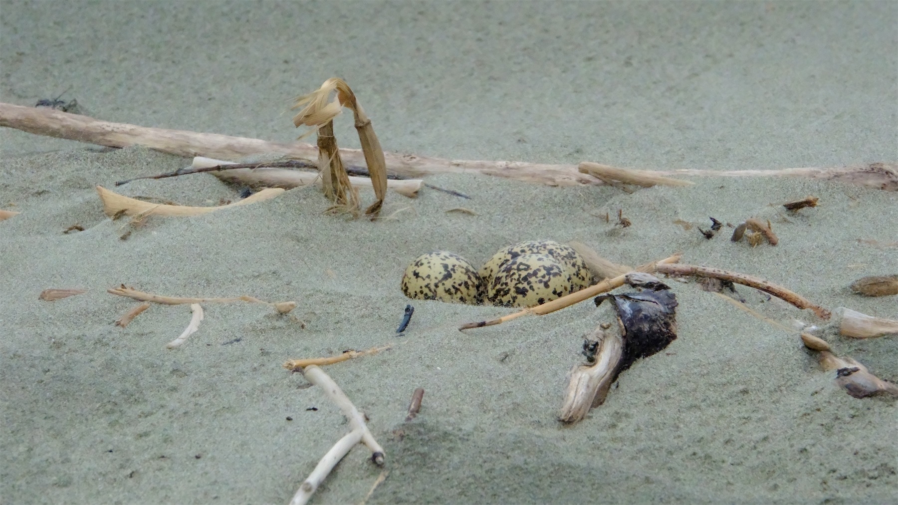 Dotterel nest.