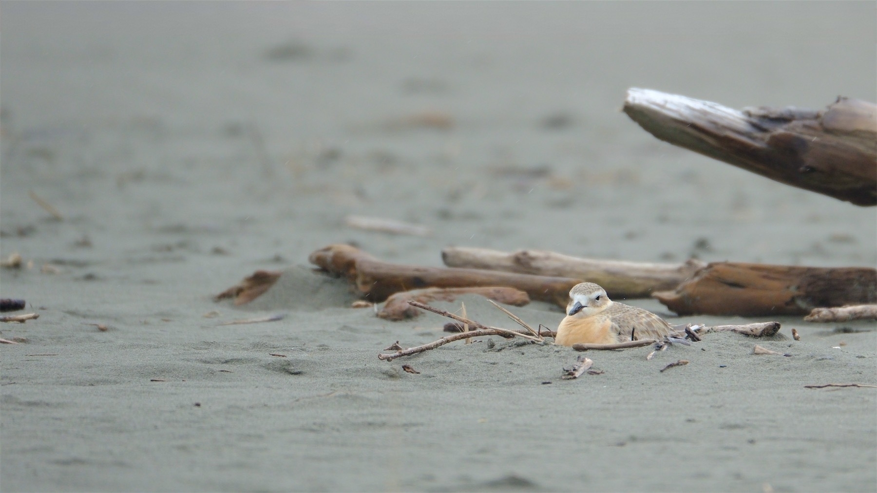 Dotterel on nest beside a piece of driftwood.