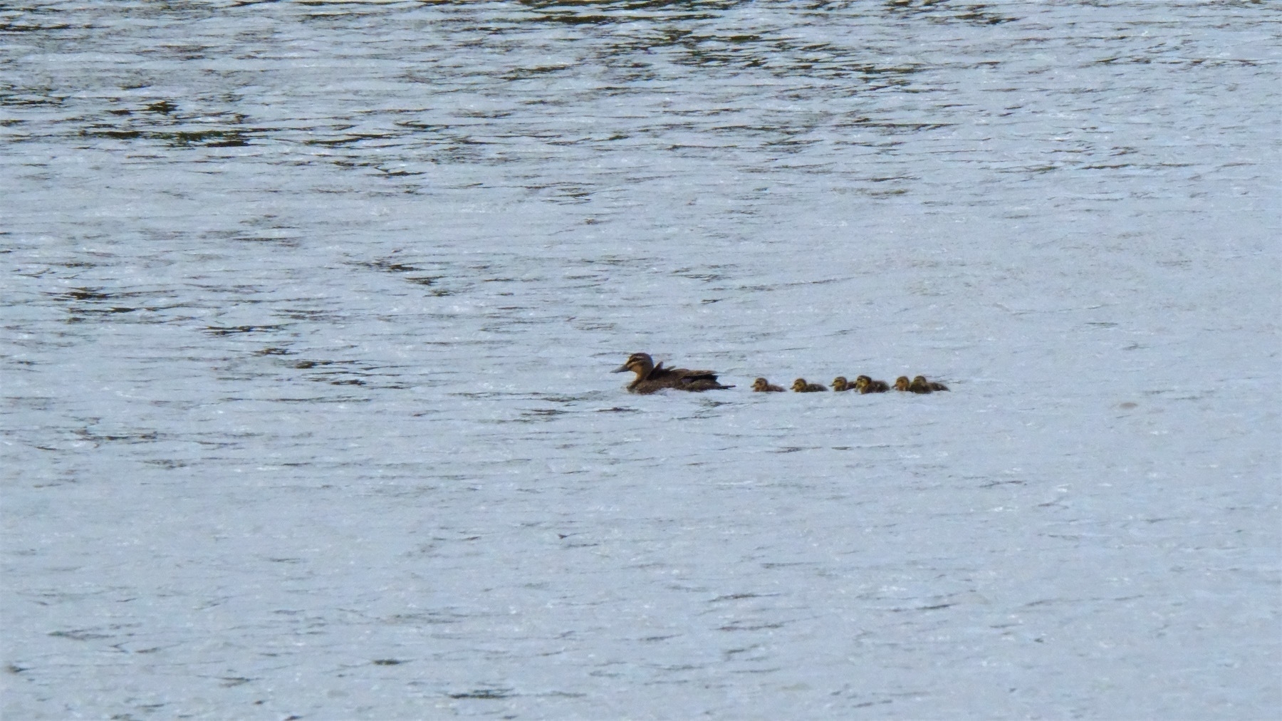 Duck and 6 ducklings.