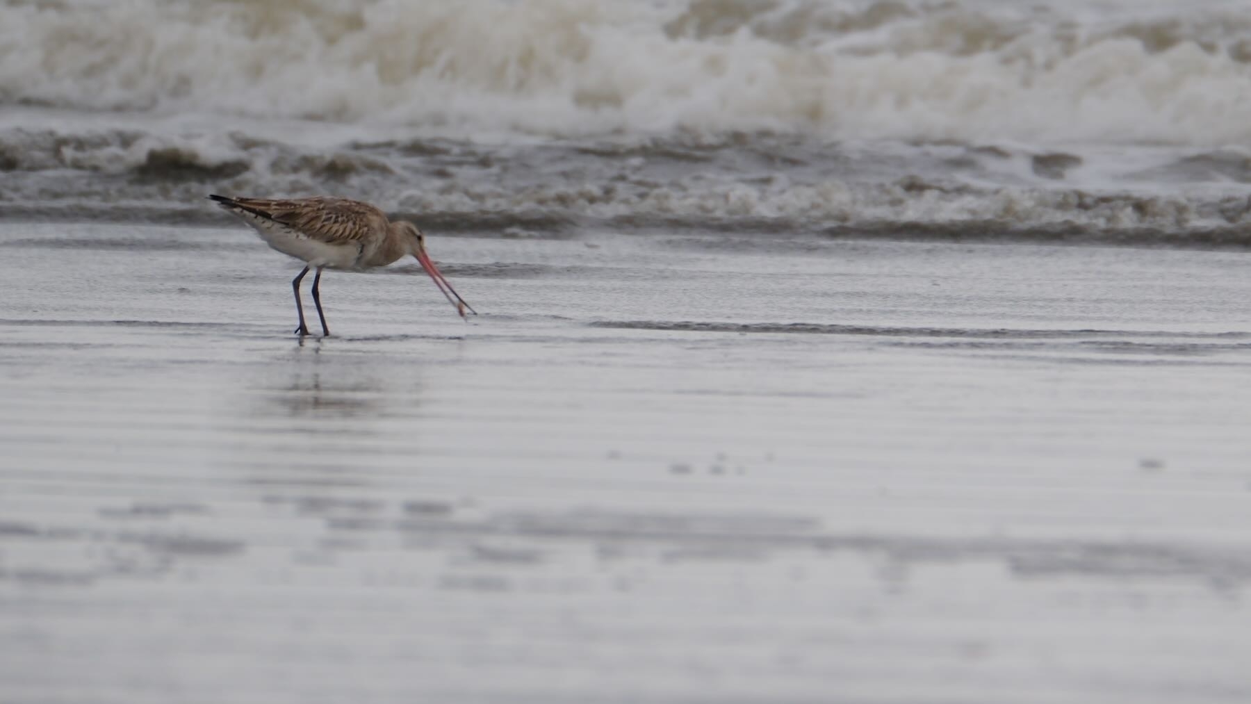 A long billed seabird beside the breaking waves holds a piece of food in its bill.